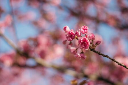 Japonske češnje nas spet razveseljujejo